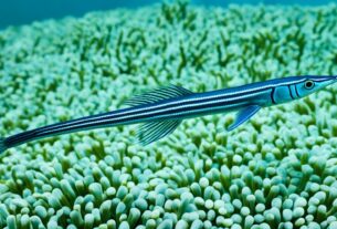 Agulhinha Prata (Dermogenys pusilla)