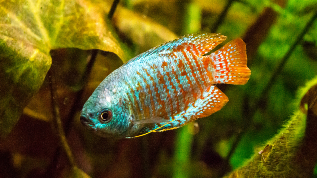 Peixe Trichogaster