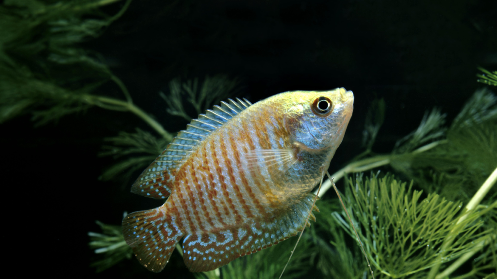 Peixe Trichogaster lalius