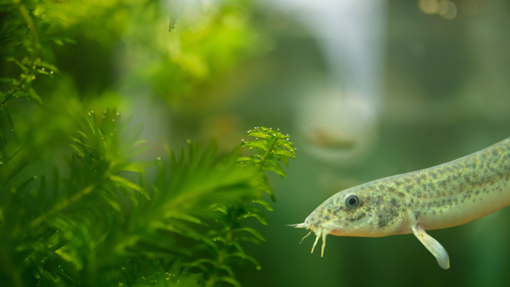 Alimentação do peixe dojô