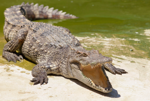 Top 10 Animais Mais Perigosos do Mundo