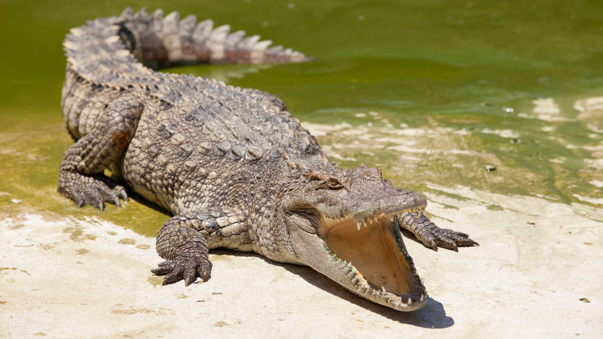 Top 10 Animais Mais Perigosos do Mundo