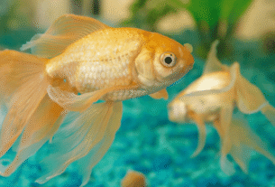 Peixe kinguio japones