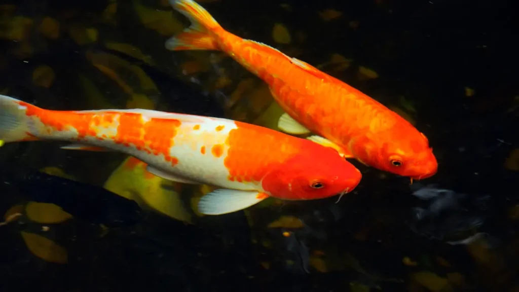 Carpa Koi — Cyprinus carpio koi