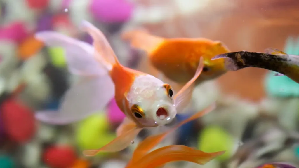 Kinguio Comum — Carassius auratus