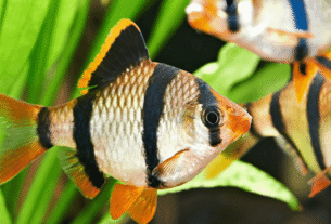Peixe Barbo Tigre