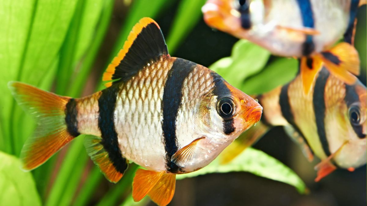 Peixe Barbo Tigre