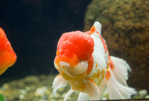 Peixe Kinguio Oranda