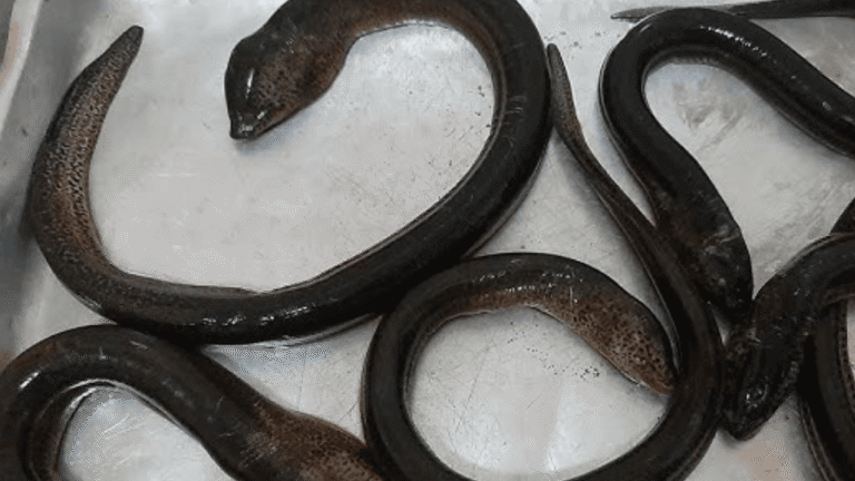 Peixe Mussum (Synbranchus marmoratus): Guia Completo