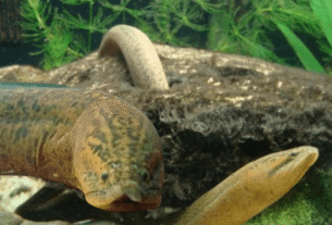 Peixe Mussum Synbranchus marmoratus