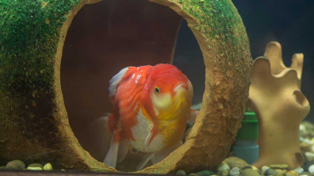 Peixe Oranda