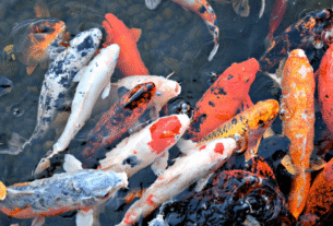 Peixes Japoneses para Aquários