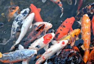 Peixes Japoneses para Aquários
