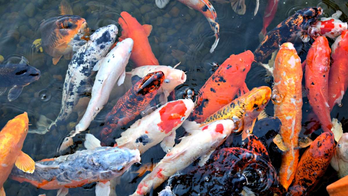 Peixes Japoneses para Aquários