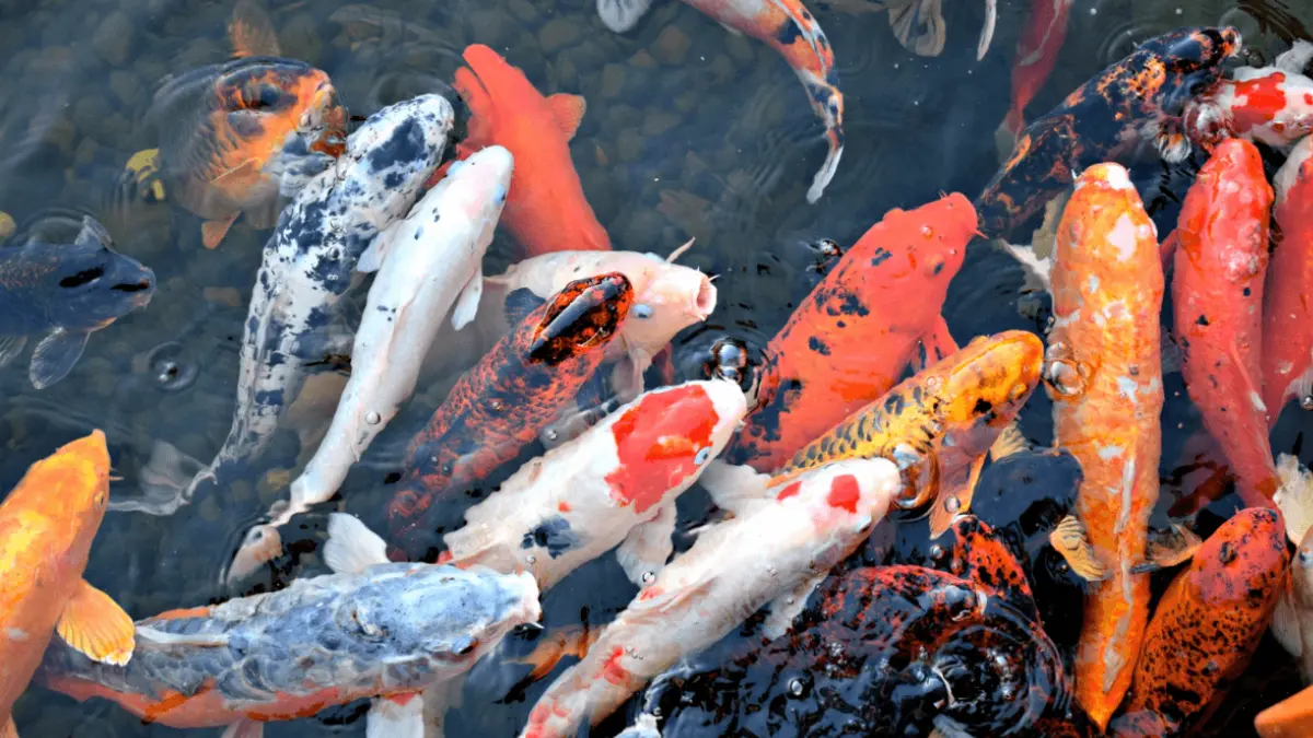 Peixes Japoneses para Aquários