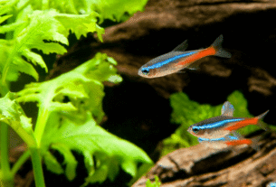 Tetra Neon Cardinal Paracheirodon Axelrodi
