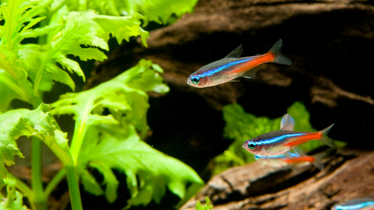 Tetra Neon Cardinal Paracheirodon Axelrodi