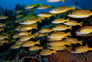 Peixes Bonitos de Aquário