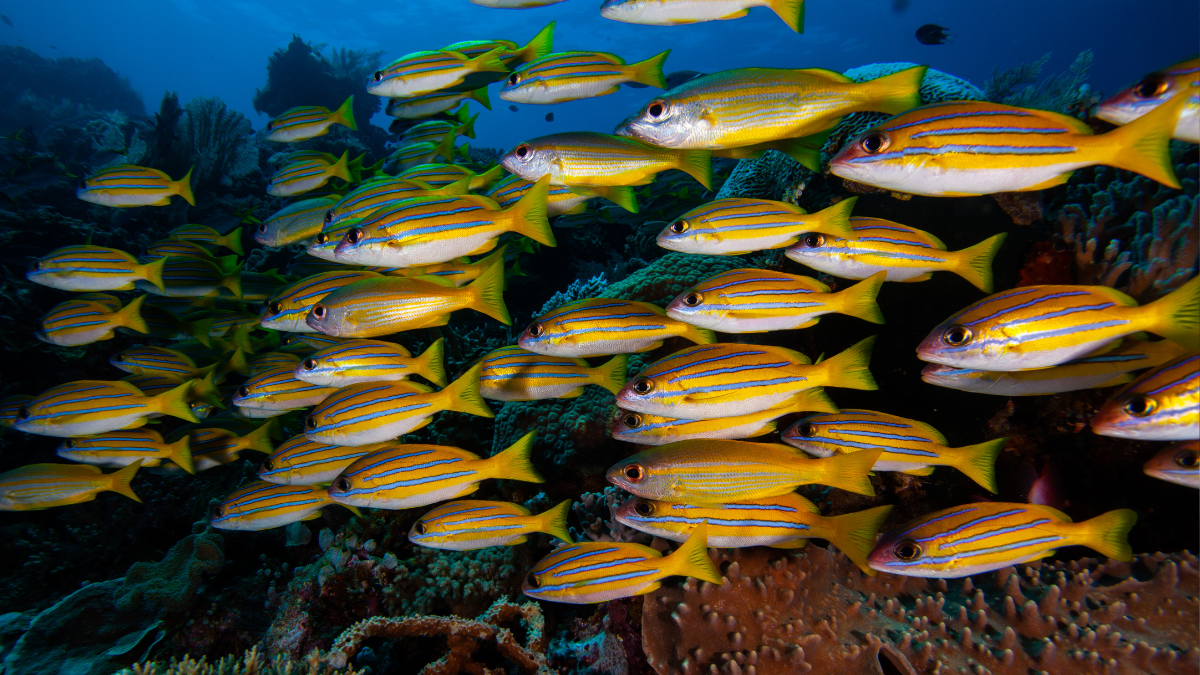 Peixes Bonitos de Aquário