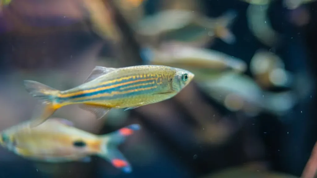 Dânio-Zebra — Danio rerio