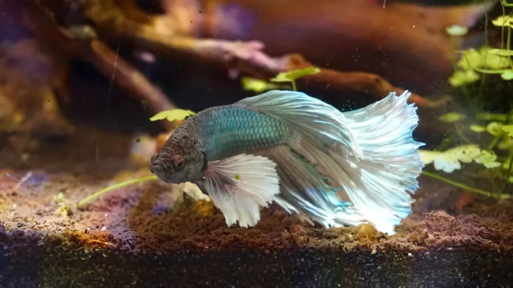 peixe lutador Betta splendens