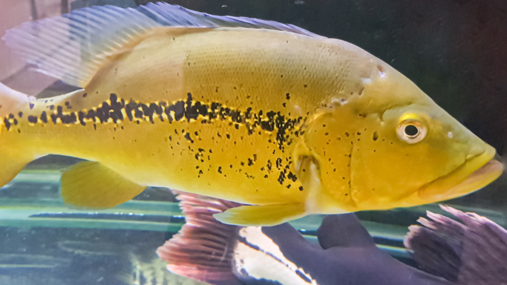 Cichla ocellaris