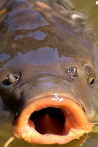 Peixe Carpa