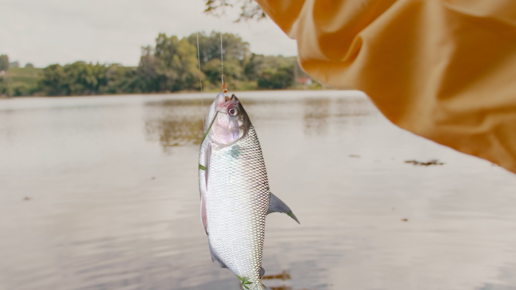 Peixe Matrinxã.