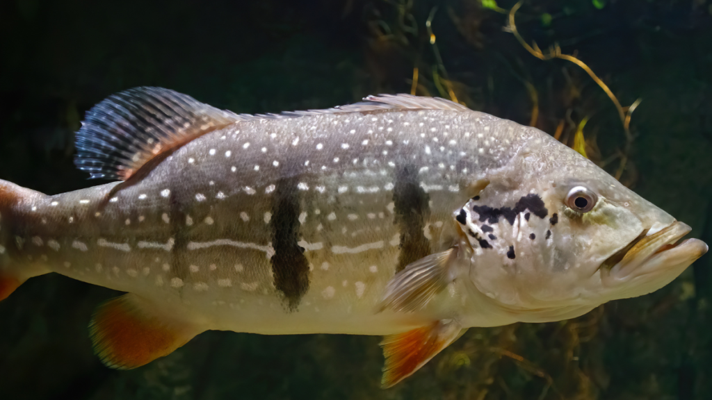 Peixe Tucunaré