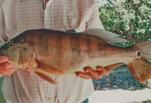 Peixe Tucunaré (Cichla ocellaris)