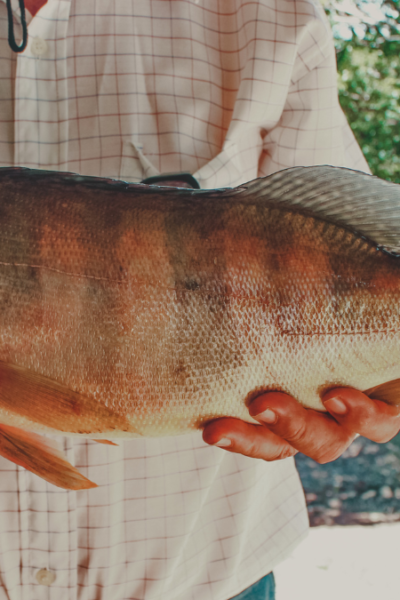 Peixe Tucunaré (Cichla ocellaris)