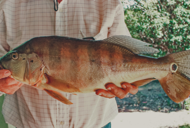 Peixe Tucunaré (Cichla ocellaris)