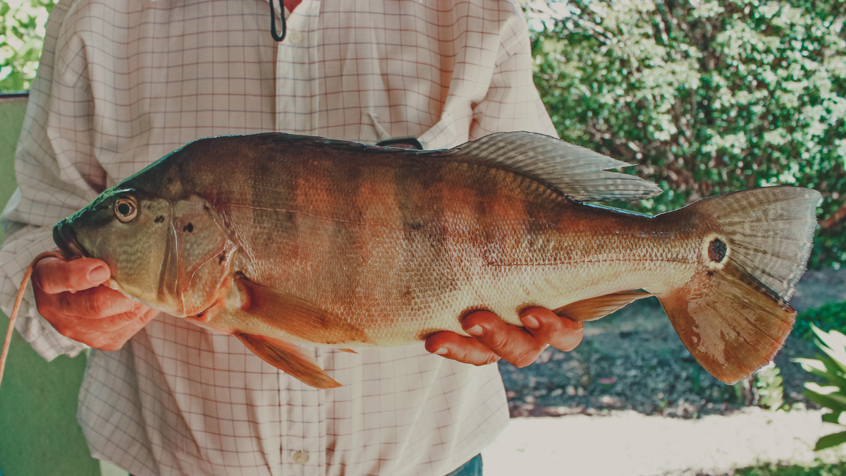 Peixe Tucunaré (Cichla ocellaris)