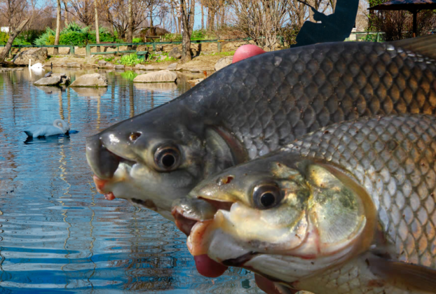 criação de Peixe Curimbatá