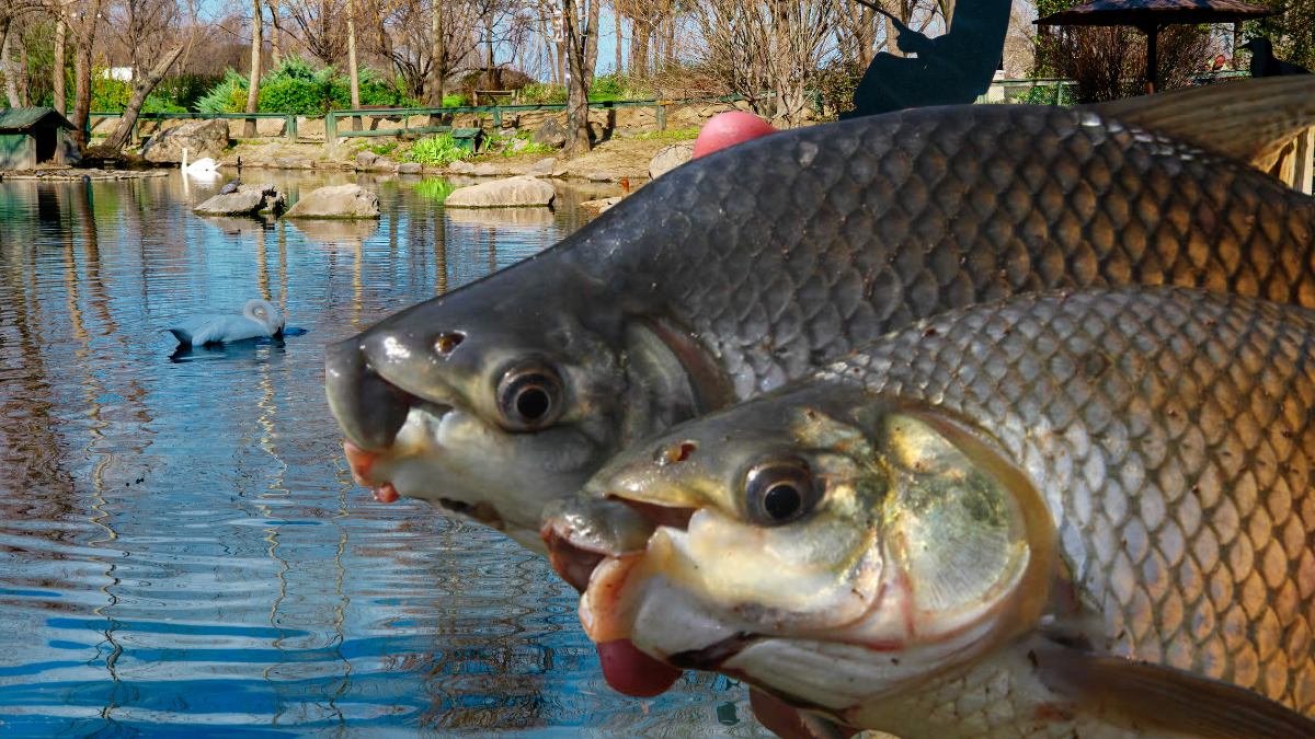 criação de Peixe Curimbatá