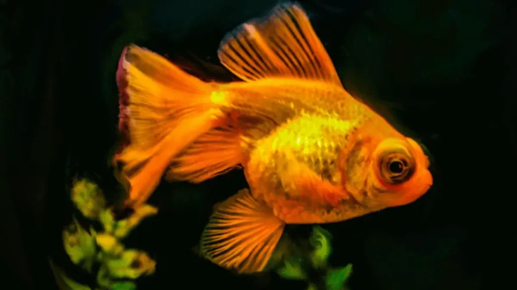 Alimentação adequada para o peixe kinguio telescópio