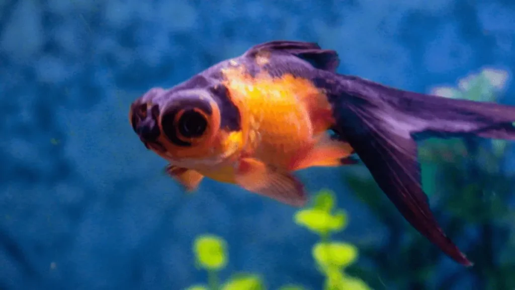 Cuidados essenciais com o peixe kinguio telescópio