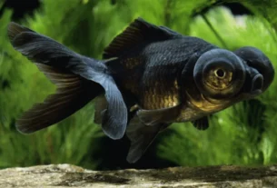 Peixe Kinguio Telescópio