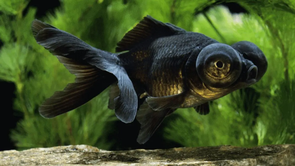 Peixe Kinguio Telescópio