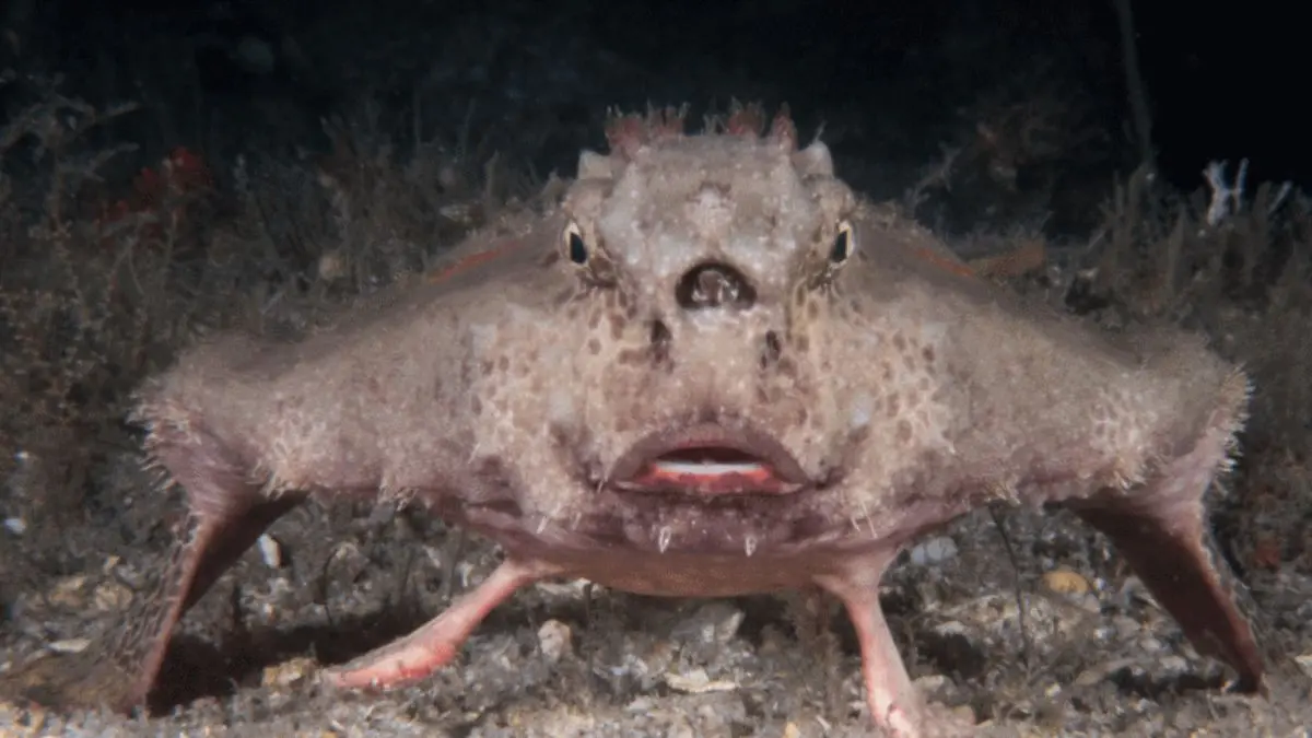 Peixe-morcego-de-boca-vermelha