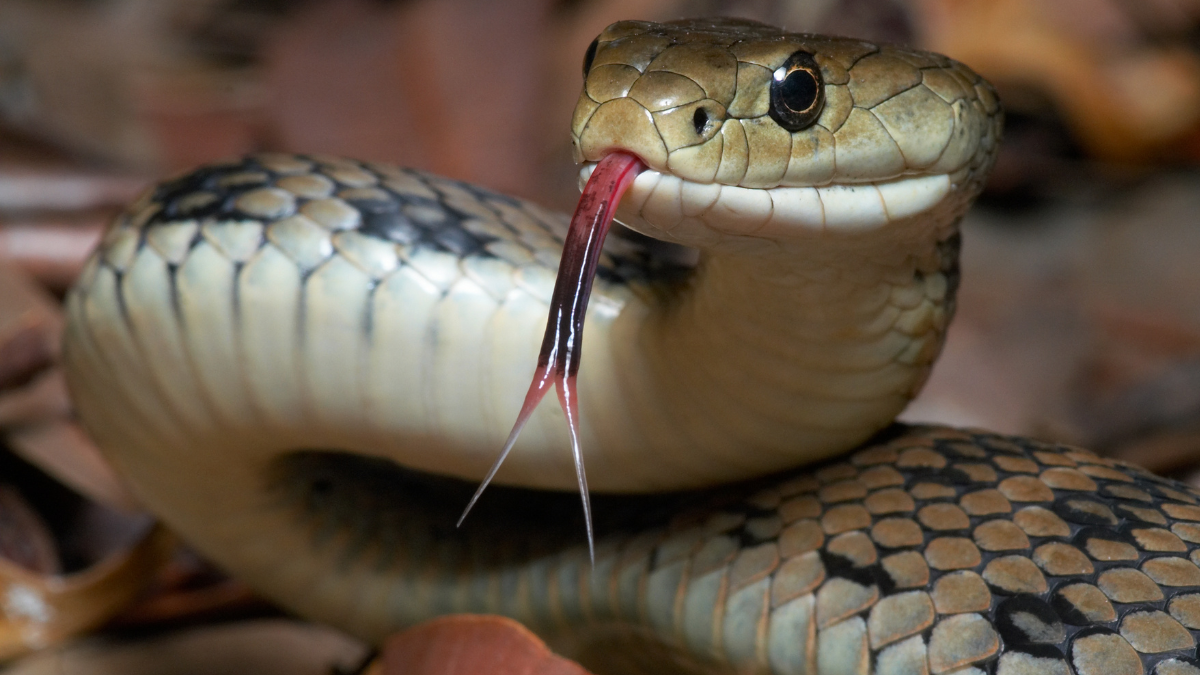 sonhar com cobras