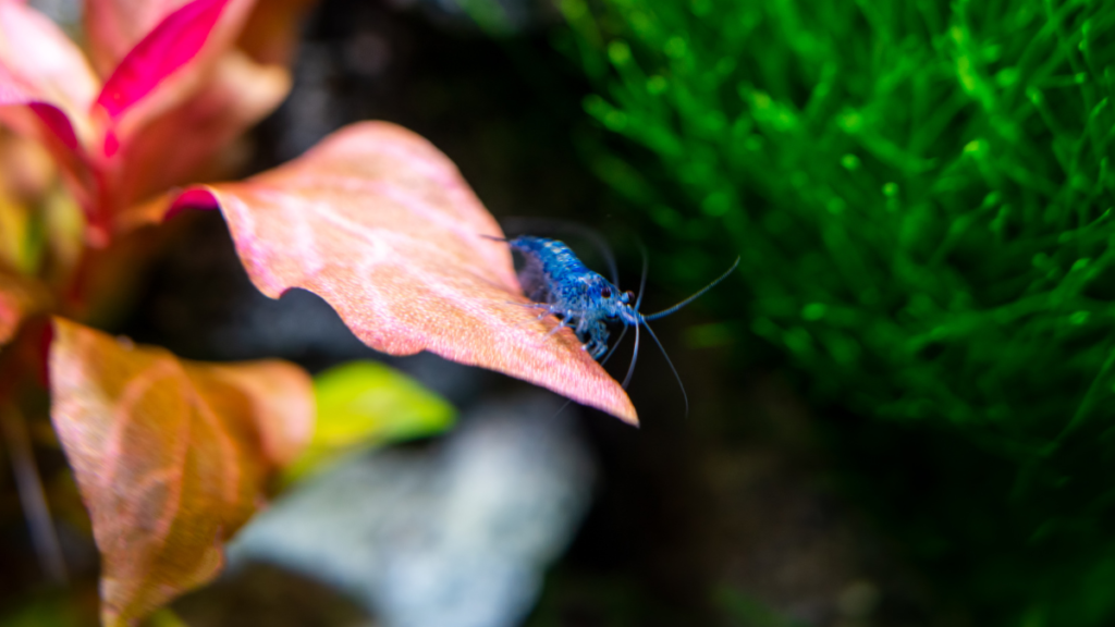 Características do Camarão Blue Dream