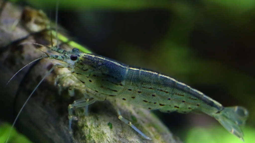 Caridina multidentata