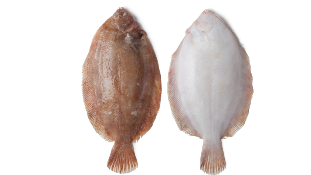 Habitat do peixe linguado