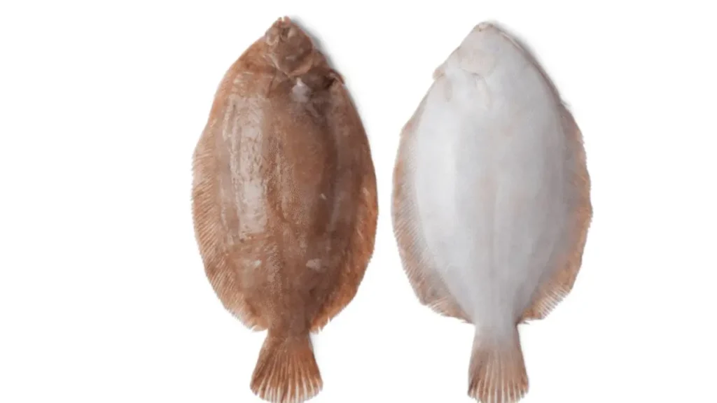 Habitat do peixe linguado