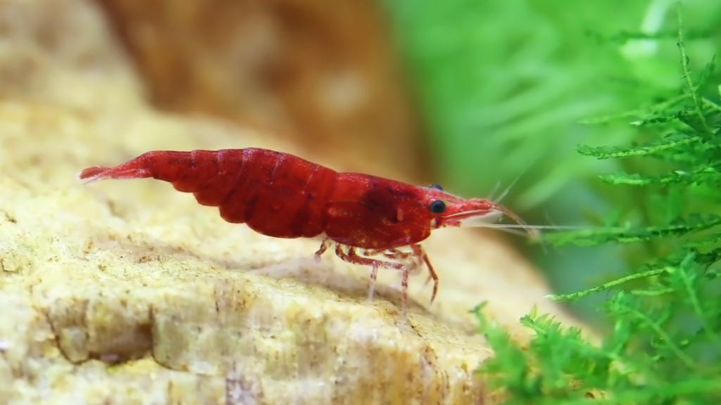 Neocaridina davidi