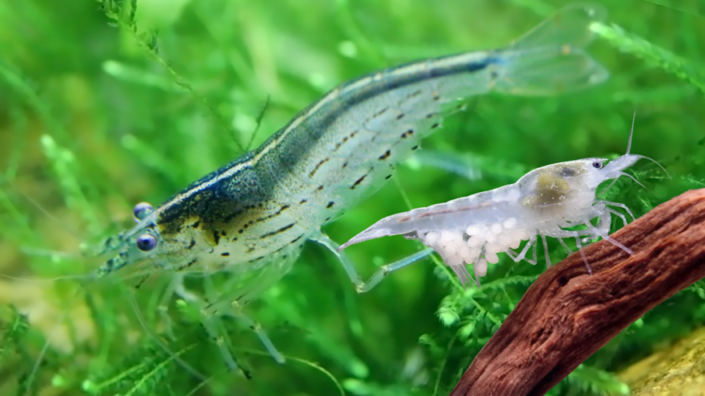 Neocaridina davidi var