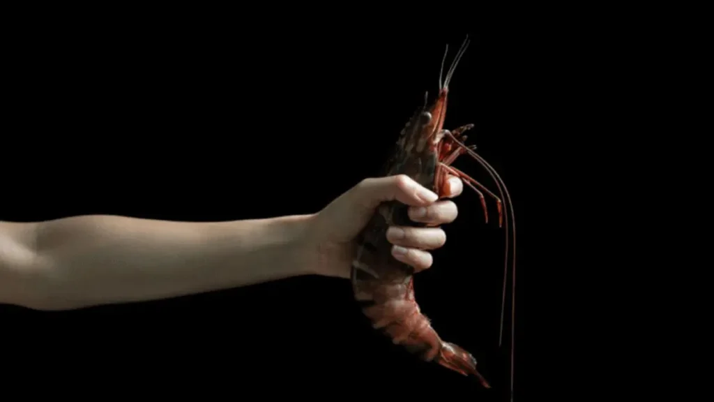 Quando o camarão pistola fecha sua garra rapidamente