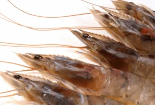 Saiba Tudo Sobre Camarão Pistola