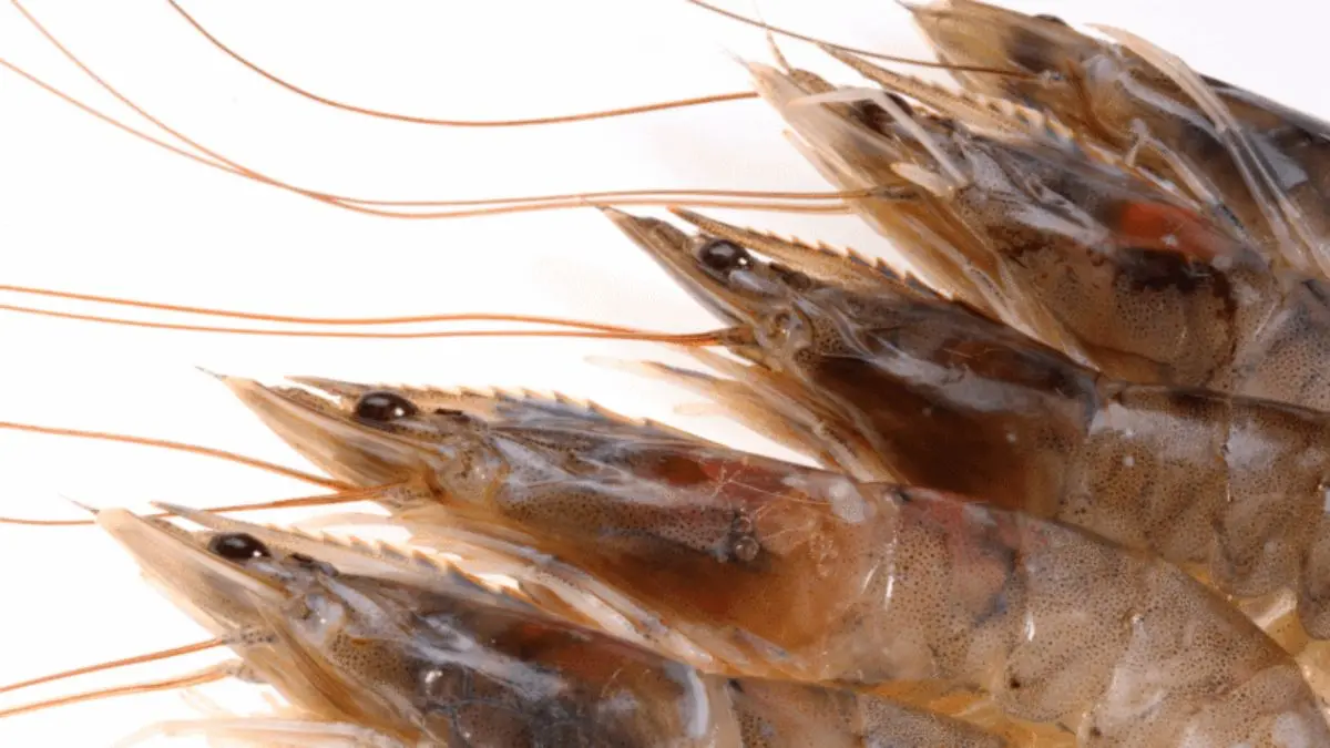 Saiba Tudo Sobre Camarão Pistola